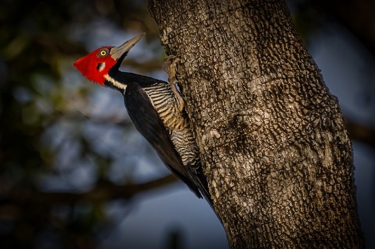 083 Noord Pantanal, zwartkeelspecht.jpg